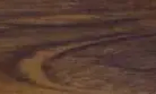 Walnut-Wood